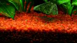 Video Amano auf Futtersuche von Hobbl (KQhlgJdCam0)