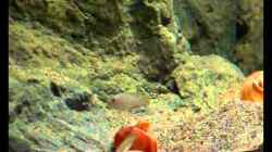 Video N. multifasciatus. von Steffen S. (LIQN5iSz-as)