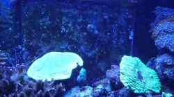 Video LSD Mandarinfische turteln von Truthahnmann (LIVBxqnGBjU)