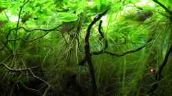 Video Ramirezis + Hyphessobrycon flammeus von Martin Ihde (Lb2JpBiJigE)