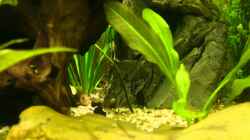 Video Diskusbecken von Oliver Boden (MDWWItc92iA)