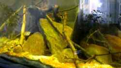 Video MIttelamerikanische Gesellschaftbecken von Benjamin Hamann (M_kEUo6NKHk)