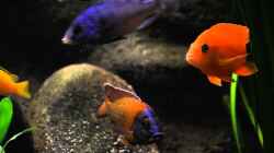 Video Meine besten Pferde im Stall von boffix (MrdDSTEl-Xo)