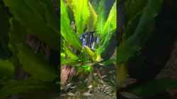 Video Pinoy Skalar von Baron Zelle (MzWlLmGOMEc)