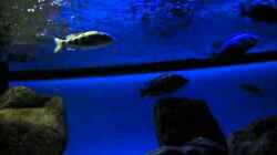 Video  von Oeli (N-Yq3sAmN-w)