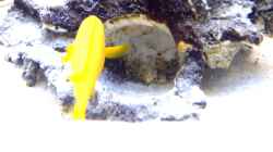 Video Leleupi mit Nachwuchs von axolotl (NP0Yk7LGAsc)