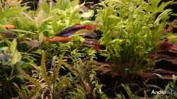 Video Vitale Pflanzen von C-NA (NkCKfBY_auU)