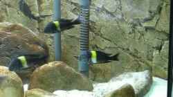 Video Tropheus Duboisi Maswa - Jungtiere von Maclya (NsTNEc_9GQE)