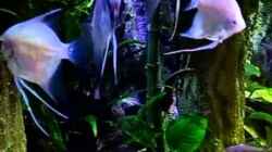 Video NEW UNDERWATER-WORLD von snooze (O2DxXd7_Yb0)