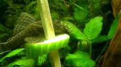 Video ancistrus beim knappern von Bazzi (OD3lkwGEtdU)