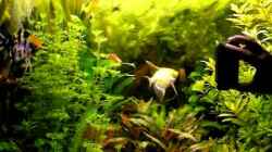 Video Angriffslustiger Skalar von Fossybear (OInK7CSOU3s)