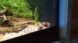 Video Betta channoides von Fichte (OT8jVnDNB8A)