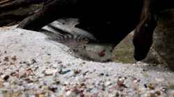 Video Nanochromis transvestitus mit Nachwuchs  von Fichte (OkdN2L6X_KI)