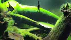 Video Biotop Aquarium Amazonas von Mel (Os0eUvBudAQ)