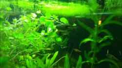 Video Keilfleckbärblinge bei der Balz von Locke1992 (PQnG7oK74hc)