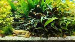 Video 180 Liter Asien Aquarium von Thomas Kreuter (PXOFDFvr_Qg)