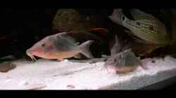 Video Brochis multiradiatus von Agua viva (Pml_AOCIBj0)