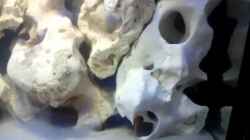 Video First Malawi von Crashdragon (QaF4wQwNUiw)