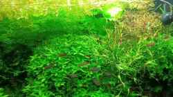 Video Lecker Artemia  von odin 68 (R9085Eanius)