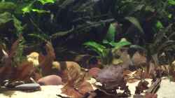 Video Schmerlengewusel von Botia (RFIrcE1xce4)