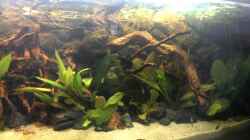 Video Gesamtansicht Guyana - Bachlauf von Harry Nemitz (RLhc7wY390w)