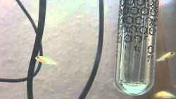 Video Jungfische im Aufzuchtbecken von Aspel82 (RP6b9UQri0A)