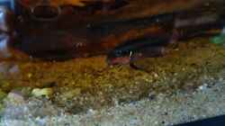 Video Pelvicachromis taeniatus Nigeria Red Fütterung Waserflöhe von Tiburón (RjY9SDigh8Q)
