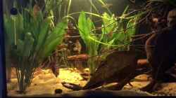 Video Artenbecken von Raven887 (Rkm7TxY0HzE)