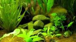 Video Asien Becken 112 Liter von Locke1992 (Rrwh6d0zSW4)