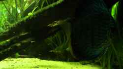 Video Diskus & Junge von Laura (SMxpSwPApkY)