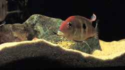 Video Geo´s in Aktion  von Fichte (SPeXK8IZ5vU)