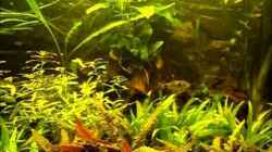 Video Das ewige -Wer ist der Boss- von FrankenTho (SUdo7ht5Tko)