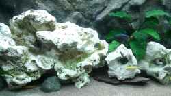 Video Malawiseeaquarium von Roman Cavelty (SsIFdDHVN_c)