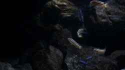 Video Auratus von der Steirer (SuLDJoAtg-M)