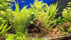 Video Mein Barbenbecken von ernst11 (SuPJnUVUw2A)