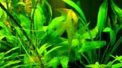 Video Aquarium Rio 400 "jeder fängt mal klein an" 27.09.10 von FranklinXQ (SxPNgLOWTCw)