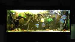 Video Mein Diskusaquarium von Thomas S-H (TGVoM6d1w5I)