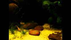 Video little dark african von die Perle... (TRH9AhtDkqc)