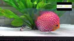 Video 450 Liter - 11 Stendker JUMBOS von Diskus-Direkt (T_lbhSO751g)