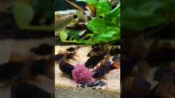 Video Corydoras Black Venezuelas von Baron Zelle (TvSt-CdMui8)