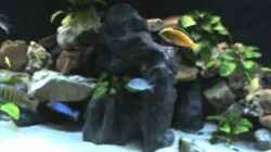 Video Malawibecken 1200 Liter von Herbert (Twfn4ef_e8o)