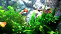 Video Stadtgedanken Gewusel von Nordseefischer (UUNho8HdH28)