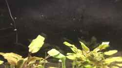 Video Melanotaenia praecox, 3 Wochen alt von herkla (UYTd104D-1s)