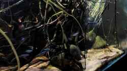 Video Rio Orinoco von Aquawelten (UZblbmk_tR4)