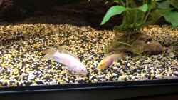 Video Pelvicachromis pulcher ALBINO von Helga Kury (Uzs7bcYFIvA)