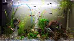 Video Guppy Molly Schwertträger von mamo2000 (VEzpZ_ksLuU)