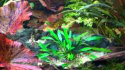 Video formidable Fischformation von Sebastian Philipp (VNCYINAQUg8)