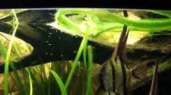 Video Skalare von Laura (VR8y5M1SZkM)