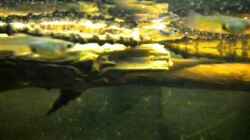 Video Guppygruppe von Benjamin Hamann (Vq0fIIVtBa4)