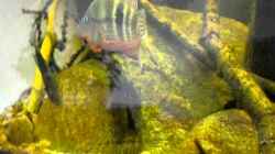 Video Thorichthys Meeki Laichvorberetiung von Benjamin Hamann (WFdC6QQ2TIk)